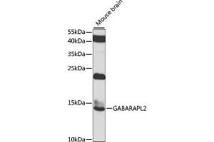Western blot analysis of extracts of mouse brain, using G antibody (ABIN6129967, ABIN6140880, ABIN6140881 and ABIN6223736) at 1:1000 dilution. (GABARAPL2 Antikörper  (AA 1-117))