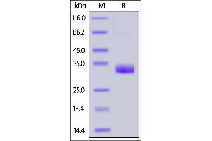 SDS-PAGE (SDS) image for Angiopoietin 2 (ANGPT2) (AA 275-496) (Active) protein (His tag,AVI tag,Biotin) (ABIN6972942)