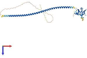 CD72 Protein (AA 1-354) (His tag)