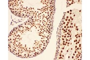 IHC-P testing of rat testis tissue (BRCA1 Antikörper  (AA 1661-1863))