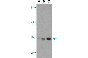 Western blot analysis of ATG10 in SK-N-SH cell lysate with ATG10 polyclonal antibody  at (A) 0.