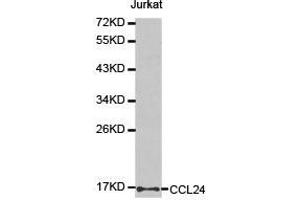 Western Blotting (WB) image for anti-Chemokine (C-C Motif) Ligand 24 (CCL24) antibody (ABIN1871517) (CCL24 Antikörper)