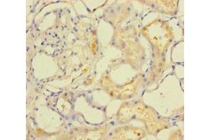 Immunohistochemistry of paraffin-embedded human kidney tissue using ABIN7166648 at dilution of 1:100 (ACOT6 Antikörper  (AA 1-207))