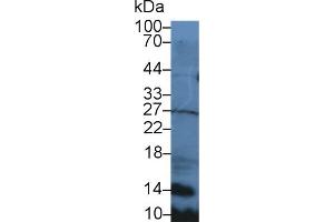 Detection of SLC in Mouse Spleen lysate using Polyclonal Antibody to Secondary Lymphoid Tissue Chemokine (SLC) (CCL21 Antikörper  (AA 5-130))