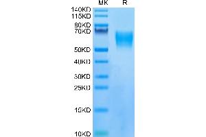 SDS-PAGE (SDS) image for Leukocyte Immunoglobulin-Like Receptor, Subfamily B (With TM and ITIM Domains), Member 1 (LILRB1) (AA 116-461) protein (His tag) (ABIN7275166)
