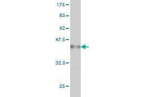 Western Blotting (WB) image for anti-Pogo Transposable Element with KRAB Domain (POGK) (AA 431-540) antibody (ABIN566145)