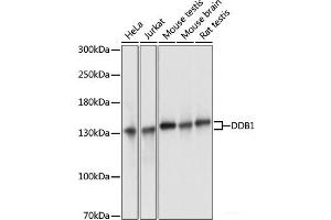 Western blot analysis of extracts of various cell lines using DDB1 Polyclonal Antibody at dilution of 1:3000. (DDB1 Antikörper)