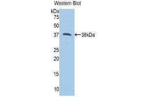 Western Blotting (WB) image for anti-Calpain 1 (CAPN1) (AA 387-694) antibody (ABIN3205754) (CAPN1 Antikörper  (AA 387-694))