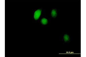 Immunofluorescence of purified MaxPab antibody to BOLA1 on HeLa cell. (BOLA1 Antikörper  (AA 1-137))