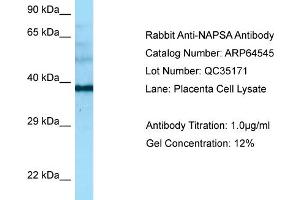 Western Blotting (WB) image for anti-Napsin A Aspartic Peptidase (NAPSA) (Middle Region) antibody (ABIN2789872) (NAPSA Antikörper  (Middle Region))