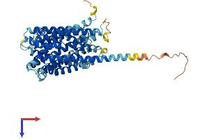 ANKH Protein (AA 1-492) (His tag)