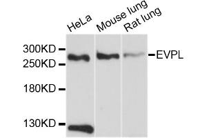 Western blot analysis of extracts of various cell lines, using EVPL antibody (ABIN4903615) at 1:1000 dilution. (Envoplakin Antikörper)
