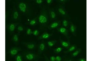 Immunofluorescence analysis of A549 cells using POLR2E Polyclonal Antibody (POLR2E Antikörper)