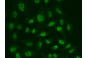 Immunofluorescence analysis of A549 cells using POLR2E Polyclonal Antibody