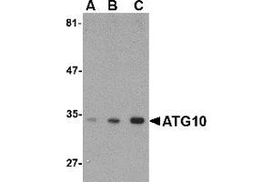 Western Blotting (WB) image for anti-Autophagy Related 10 (ATG10) (C-Term) antibody (ABIN1030262) (ATG10 Antikörper  (C-Term))
