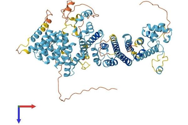 CENPI Protein (AA 1-756) (His tag)