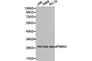 Western Blotting (WB) image for anti-Proteasome Subunit Alpha Type 3 (PSMA3) antibody (ABIN1874365)