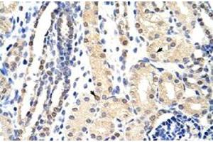 Immunohistochemical staining (Formalin-fixed paraffin-embedded sections) of human kidney with EXOSC3 polyclonal antibody  at 4-8 ug/mL working concentration.