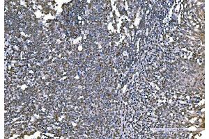 IHC analysis of Histone H1.