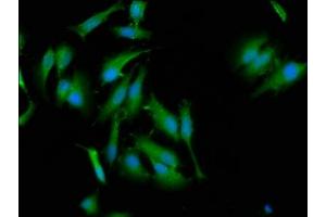 Immunofluorescence staining of Hela cells with ABIN7165873 at 1:133, counter-stained with DAPI. (NLRC5 Antikörper  (AA 95-208))