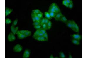 Immunofluorescence staining of HepG2 cells with ABIN7169341 at 1:200, counter-stained with DAPI. (SERPINB4 Antikörper  (AA 128-208))