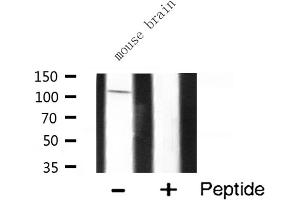 Western blot analysis of M3K13 expression in Mouse brain lysate (MAP3K13 Antikörper  (N-Term))