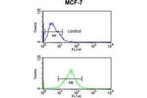 SNRPD3 Antibody (C-term) flow cytometric analysis of MCF-7 cells (bottom histogram) compared to a negative control cell (top histogram). (SNRPD3 Antikörper  (C-Term))