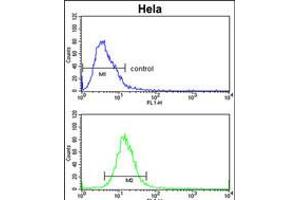 Flow cytometric analysis of Hela cells (bottom histogram) compared to a negative control cell (top histogram). (ADH6 Antikörper  (AA 209-240))