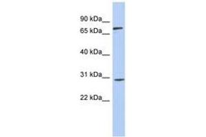 Image no. 1 for anti-Zinc Finger Protein 131 (ZNF131) (AA 467-516) antibody (ABIN6743453) (ZNF131 Antikörper  (AA 467-516))