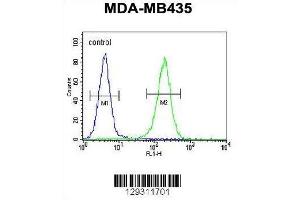 TTLL13 Antibody (Center) flow cytometric analysis of MDA-MB435 cells (right histogram) compared to a negative control cell (left histogram). (TTLL13 Antikörper  (Middle Region))