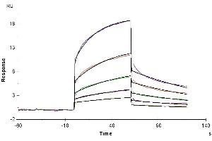 Surface Plasmon Resonance (SPR) image for Matrix Metallopeptidase 8 (Neutrophil Collagenase) (MMP8) (AA 21-467) protein (His tag) (ABIN7275269)