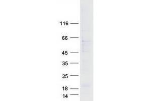 Validation with Western Blot (ARL13B Protein (Transcript Variant 1) (Myc-DYKDDDDK Tag))