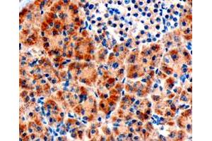 FZD8 polyclonal antibody  (3 ug/mL) staining of paraffin embedded human pancreas. (FZD8 Antikörper)