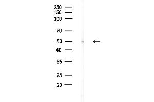 anti-Tripartite Motif Containing 14 (TRIM14) (C-Term) antibody