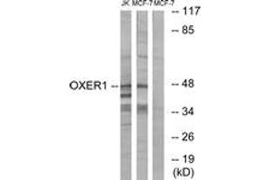 Western blot analysis of extracts from MCF-7/Jurkat cells, using OXER1 Antibody. (OXER1 Antikörper  (AA 212-261))