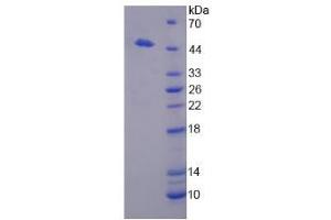Image no. 1 for Dipeptidase 1 (Renal) (DPEP1) (AA 17-411) protein (His tag) (ABIN6237791)