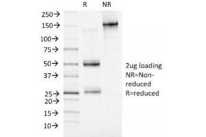 SDS-PAGE Analysis of Purified, BSA-Free MCM7 Antibody (clone MCM7/1469). (MCM7 Antikörper  (AA 195-319))