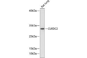 Western blot analysis of extracts of rat lung, using CUEDC2 antibody (ABIN6127673, ABIN6139247, ABIN6139248 and ABIN6218084) at 1:1000 dilution. (CUEDC2 Antikörper  (AA 1-150))