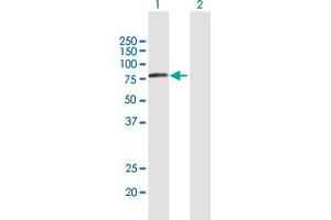 Western Blot analysis of VPS53 expression in transfected 293T cell line by VPS53 MaxPab polyclonal antibody. (VPS53 Antikörper  (AA 1-670))