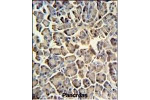 ZACN Antibody (C-term) (ABIN651282 and ABIN2840169) IHC analysis in formalin fixed and paraffin embedded human pancreas tissue followed by peroxidase conjugation of the secondary antibody and DAB staining. (ZACN Antikörper  (C-Term))