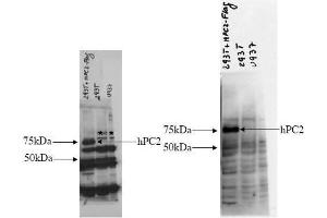 Western blotting. (PCSK2 Antikörper  (AA 95-107))