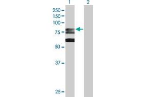Western Blot analysis of GMPS expression in transfected 293T cell line by GMPS MaxPab polyclonal antibody. (GMP Synthase Antikörper  (AA 1-693))