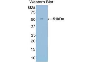 Western blot analysis of the recombinant protein. (IFNA21 Antikörper  (AA 25-189))