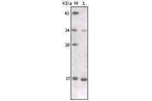 Western blot analysis using TNF-alpha mouse mAb against TNF-alpha recombinant protein.