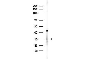 Western blot analysis of lysates from RAW264.