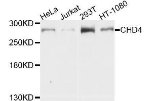 Western blot analysis of extracts of various cell lines, using CHD4 antibody. (CHD4 Antikörper  (AA 1520-1690))