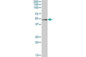 ZBTB32 MaxPab polyclonal antibody. (ZBTB32 Antikörper  (AA 1-302))