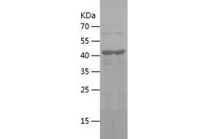 Western Blotting (WB) image for Kynurenine 3-Monooxygenase (Kynurenine 3-Hydroxylase) (KMO) (AA 39-219) protein (His-IF2DI Tag) (ABIN7123700) (KMO Protein (AA 39-219) (His-IF2DI Tag))