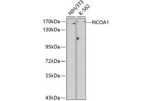 Western blot analysis of extracts of various cell lines, using NCO antibody (128) at 1:500 dilution.