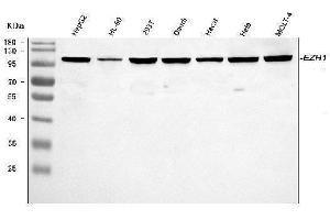 Western blot analysis of EZH1 using anti-EZH1 antibody (ABIN7601019).